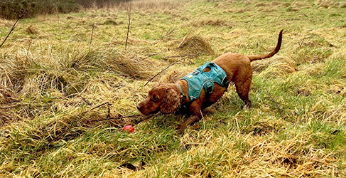 Dog Detectives sniffer dog Milo gets a ball as reward for job well done